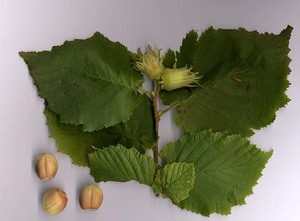 Common Hazelnut