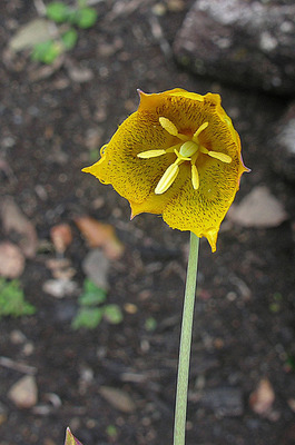 Calochortus barbatus