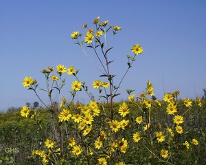 Giant Sunflower