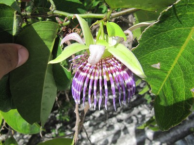 Passiflora laurifolia