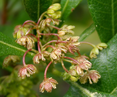 Dodonaea viscosa