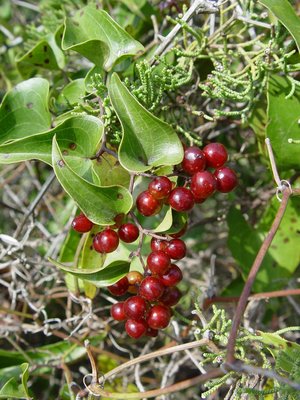 Smilax aspera