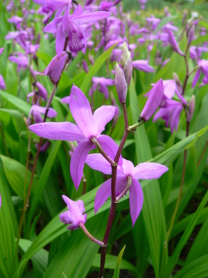 Bletilla striata