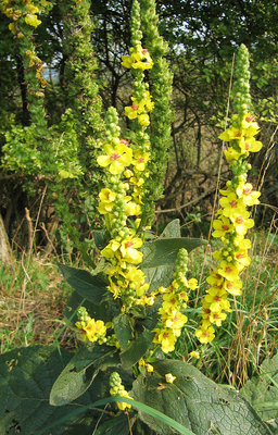 Verbascum nigrum