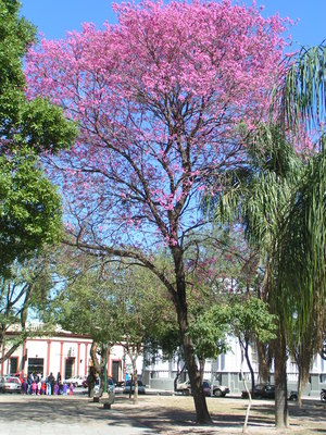 Handroanthus impetiginosus