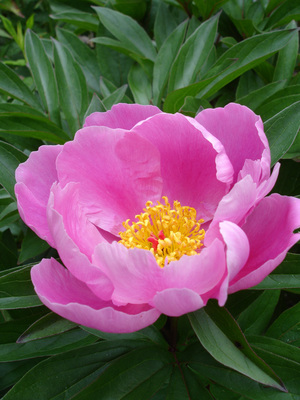 Paeonia lactiflora