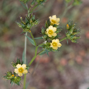 Linum strictum