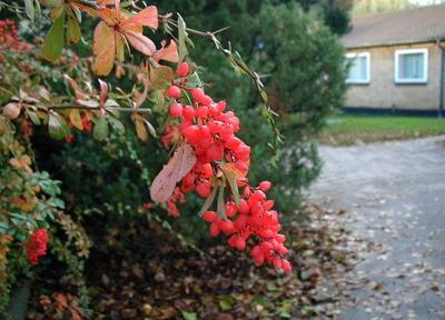 Berberis aggregata