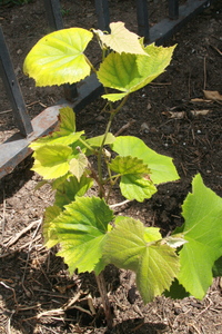 Northern Fox Grape
