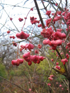 Wahoo- Indian Arrow Wood - Burning Bush