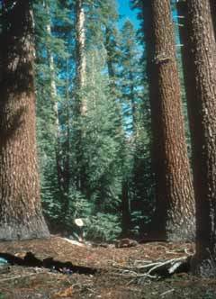 Abies magnifica