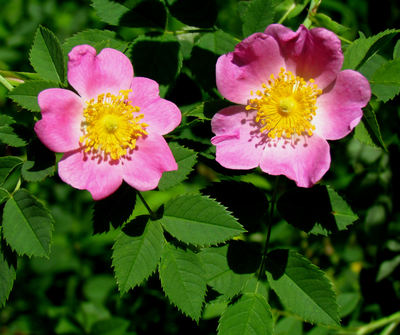 Rosa carolina