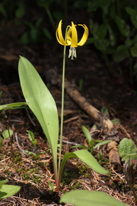 Avalanche Lily