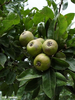 Pyrus nivalis