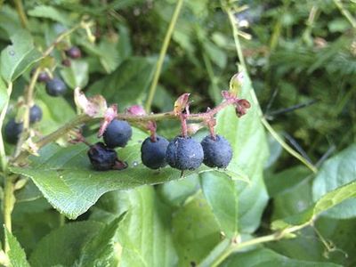 Salal berries, leaves