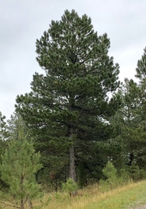 Southwestern White Pine