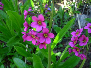 Parry's primrose