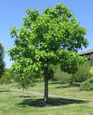 Catalpa speciosa