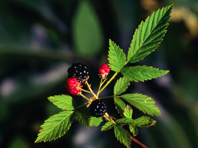 Rubus flagellaris