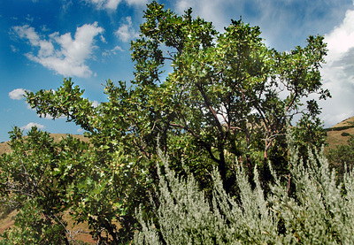 Quercus gambelii