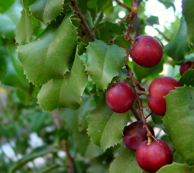 Prunus ilicifolia