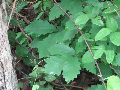 Quercus prinoides