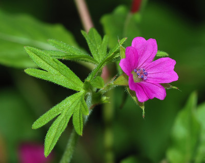 Geranium dissectum