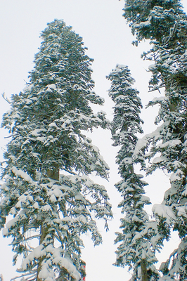 Abies nordmanniana