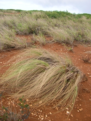 Eragrostis curvula