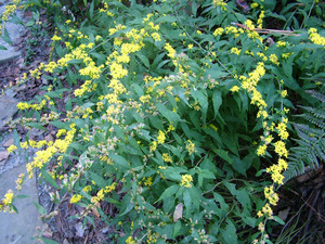 Blue-stemmed Goldenrod
