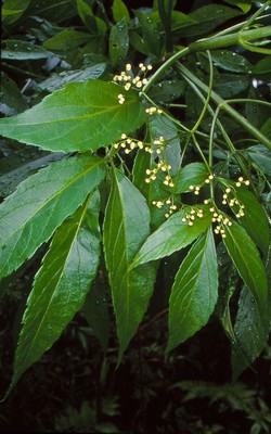 Sambucus australasica