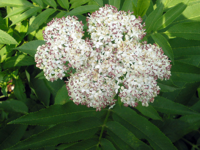 Sambucus ebulus