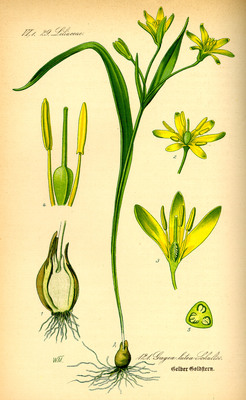 Gagea lutea