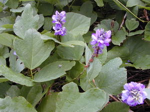 Kudzu Vine