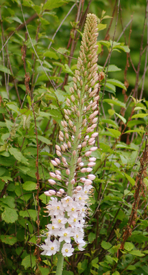 Eremurus robustus