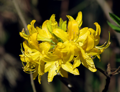 Rhododendron luteum