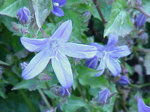 Trailing Bellflower