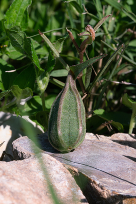 Aristolochia Erecta seed pod