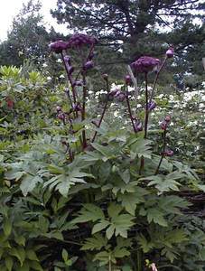 Giant Angelica