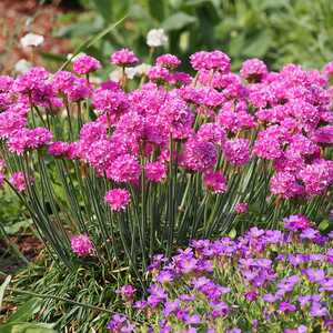 armeria "splendens "