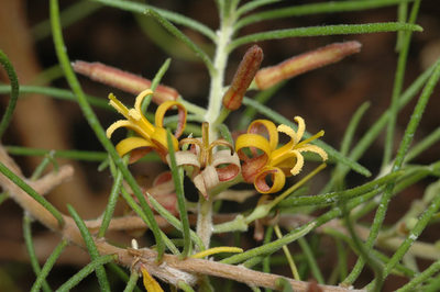 Persoonia fastigiata