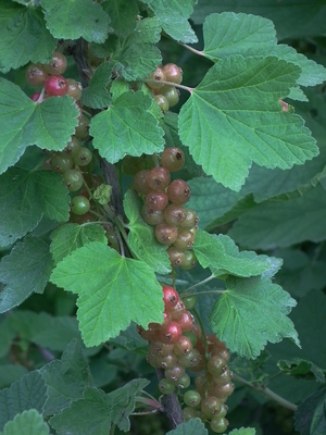 Ribes spicatum