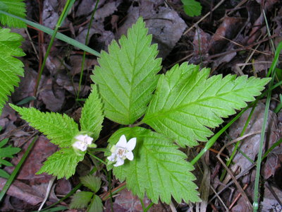 Rubus pubescens