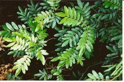 Eucryphia moorei