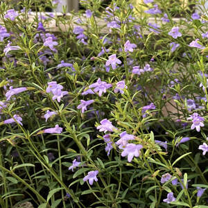 Calamint