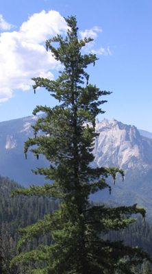 Pinus lambertiana