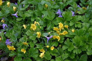 Appalachian barren strawberry