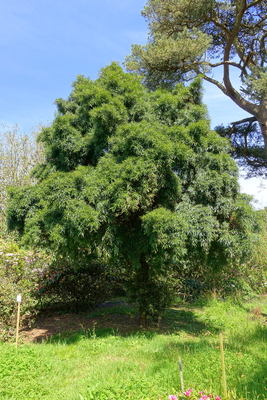 Podocarpus salignus