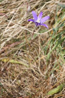 Brodiaea coronaria