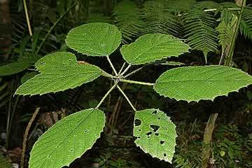 Urera baccifera